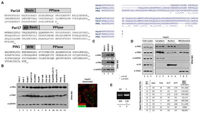 PIN1 and PIN4 inhibition via parvulin impeders Juglone, PiB, ATRA, 6,7,4′-THIF, KPT6566, and EGCG thwarted hepatitis B virus replication